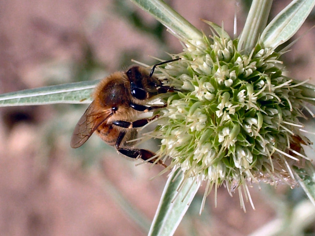 Oedemera: finalmente.. una delle mie sorelline...!